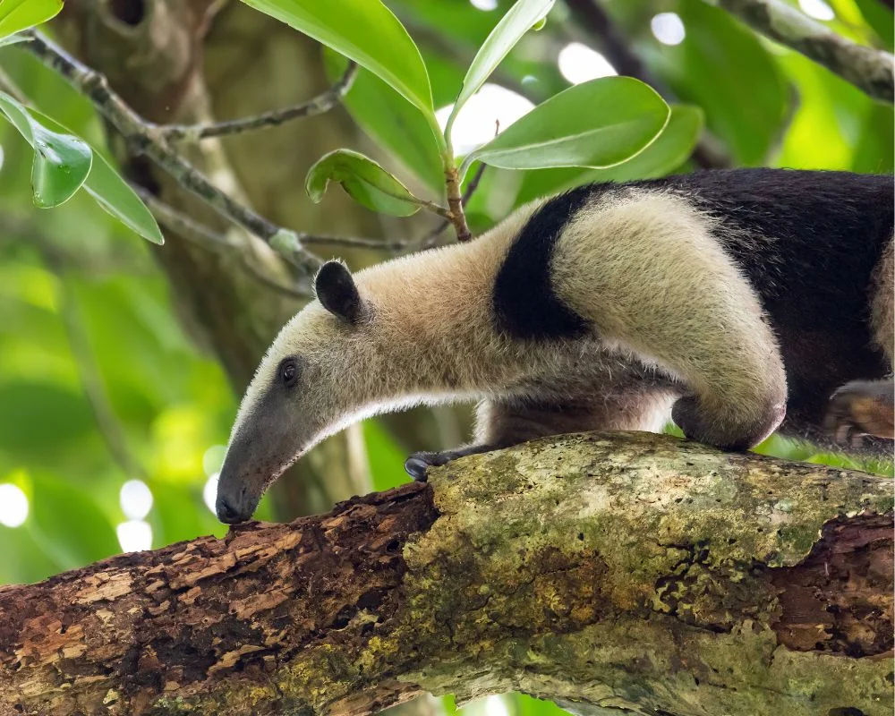 Tortuguero Costa Rica North Caribbean