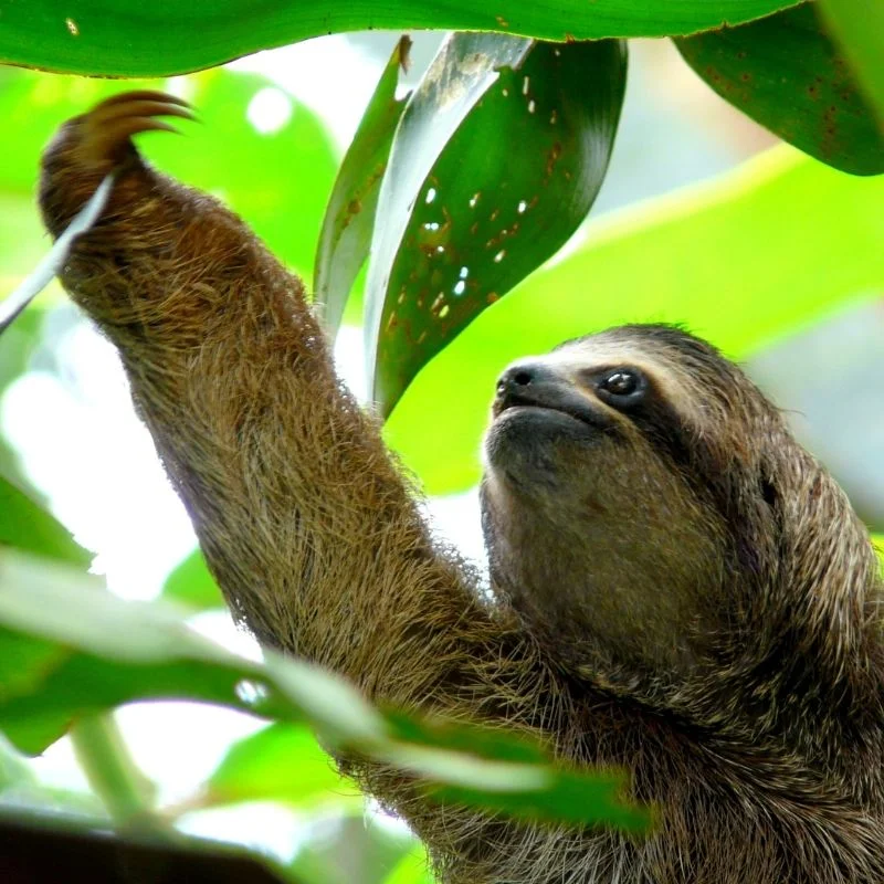 Costa Rica Vacation Package: Pura Vida Tropical Treasures - December 2024 - Image 5