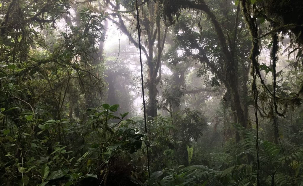 Bosque Nuboso Monteverde / Costa Rica Tours Itinerario
