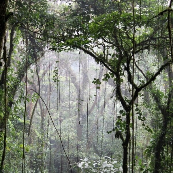 Itinerario turístico de 12 días por Costa Rica - De costa a costa - Imagen 6