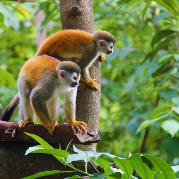 Itinerario turístico de 12 días por Costa Rica - De costa a costa - Imagen 8