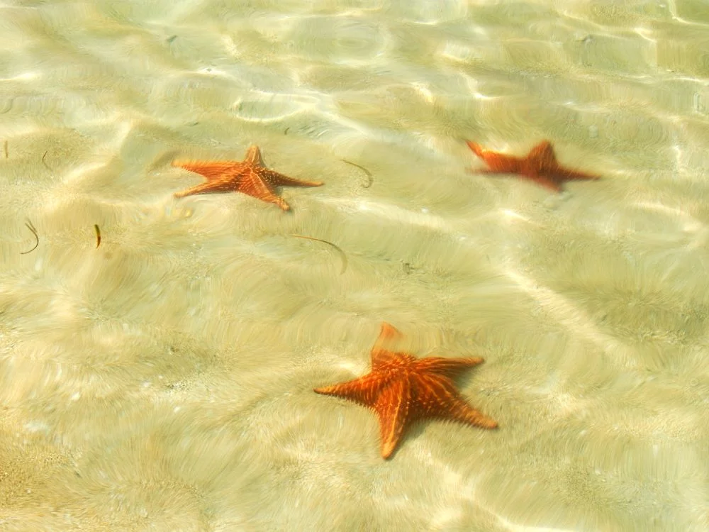 Costa Rica Caribbean Coast Vacation Itinerary - Image 5