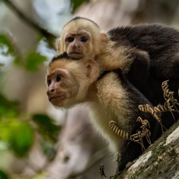 Excursión en familia en Costa Rica - Imagen 4