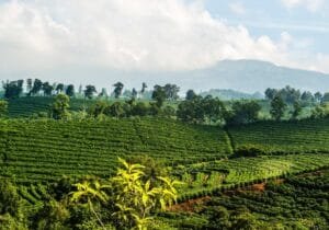 Coffee Plantation in Costa Rica