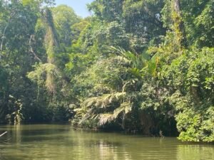 Exuberant biodiversity of the Neotropical Caribbean rainforest of Costa Rica